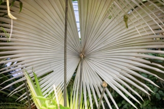 V pražské botanické zahradě kvete atraktivní bílá sloní palma